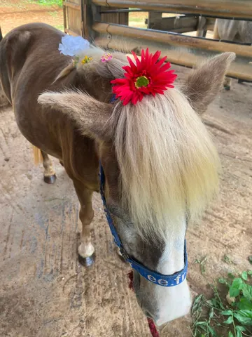 Poney décoré d’une fleur rouge