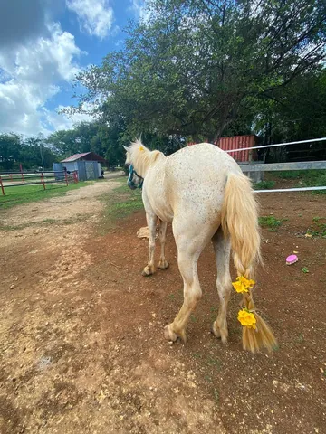 Cheval blanc dans la cour de l’écurie