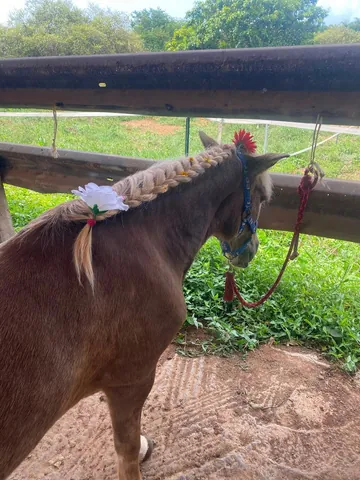 Poney à la crinière tressée
